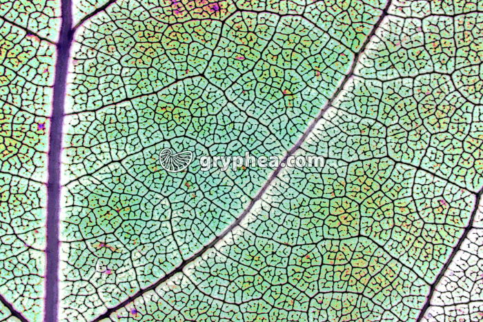 Feuille Chêne et réseau de nervures (fausses couleurs) x2 - gryphea.com